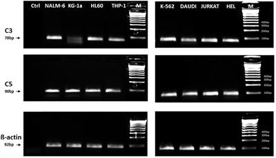 The Complement Cascade as a Mediator of Human Malignant Hematopoietic Cell Trafficking